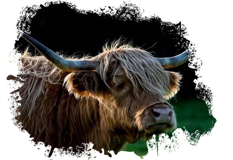 Shaggy highland cow with large horns against a dark background.