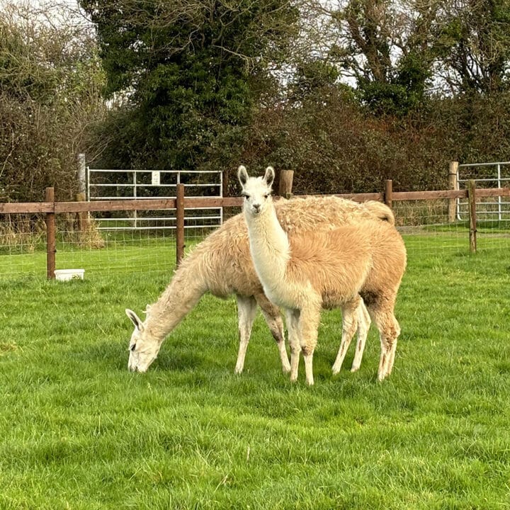 Two llamas grazing on a lush green field, with a background of trees and fences.