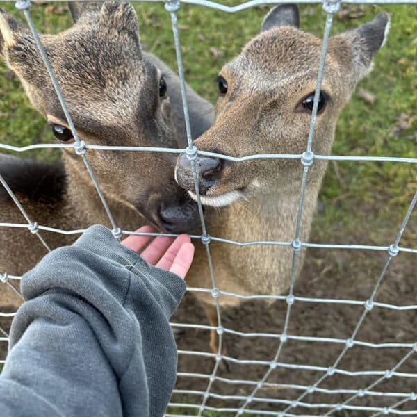 Hand feeding two deer through a wire fence.