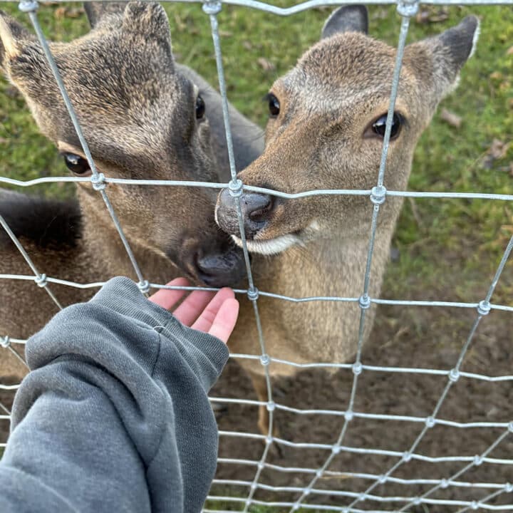 Hand feeding two deer through a wire fence.