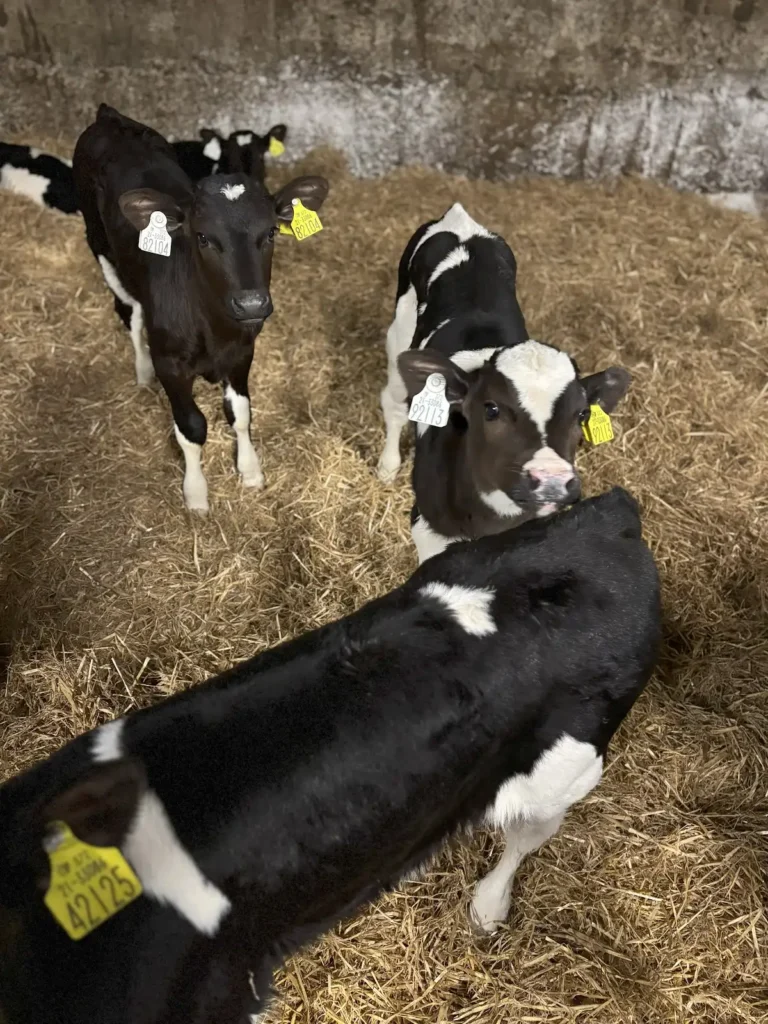 Four black-and-white calves stand on straw in a barn with yellow ear tags for identification.