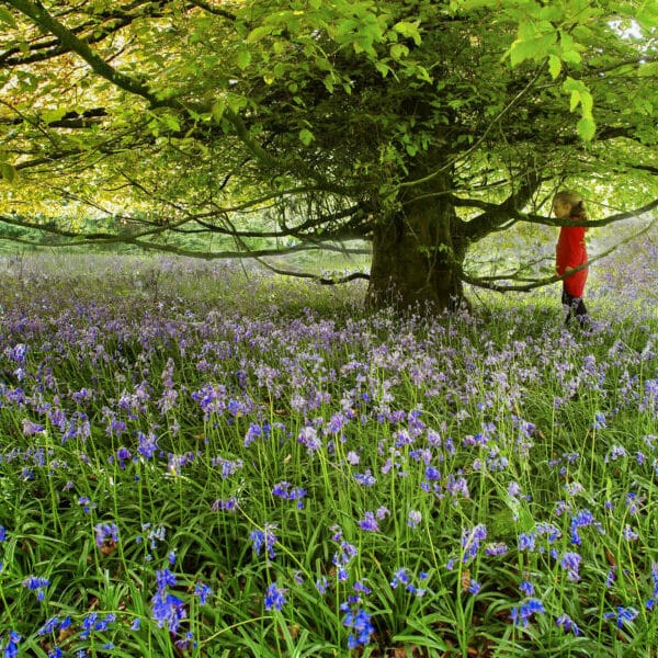 dumore woods 3