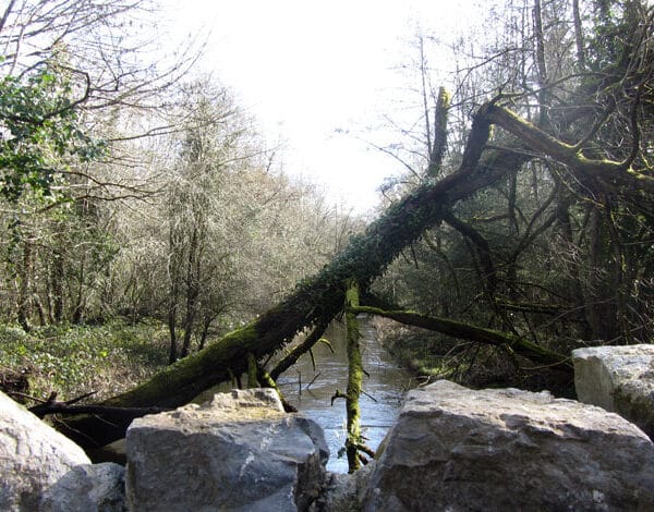 dunmore wood 2