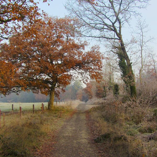 dunmore wood 5