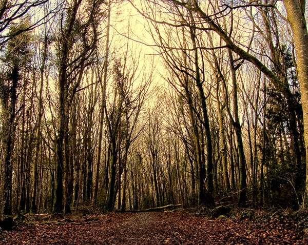 dunmore wood