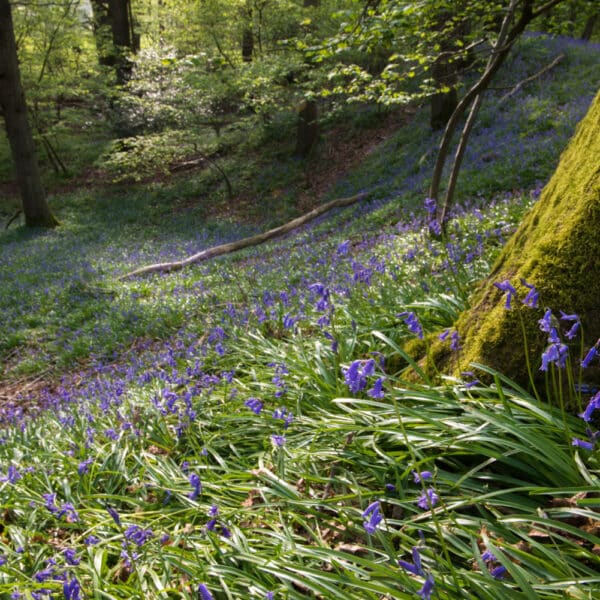 Bluebells in oak woods