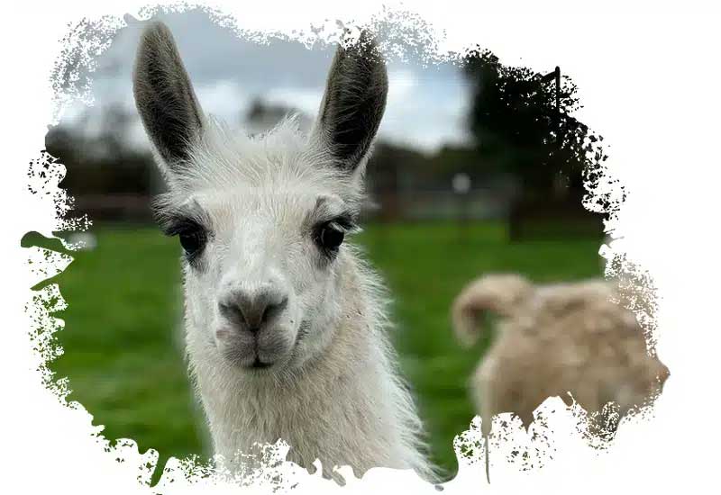 Llama with white fur and big ears, with a blurred green grass background.