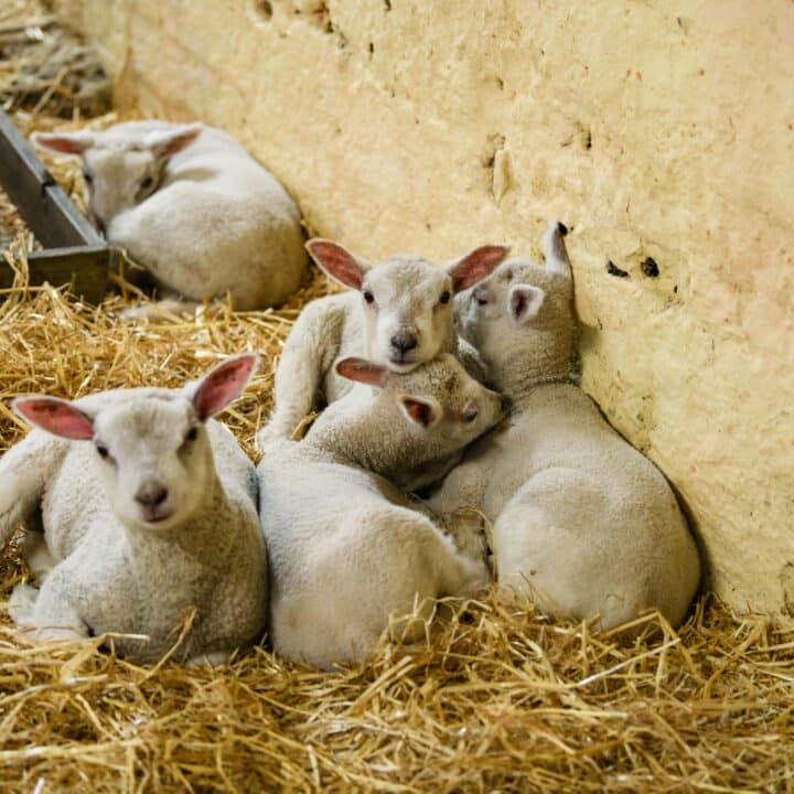 Castleview Open Farm (photos by Diarmuid Greene)
