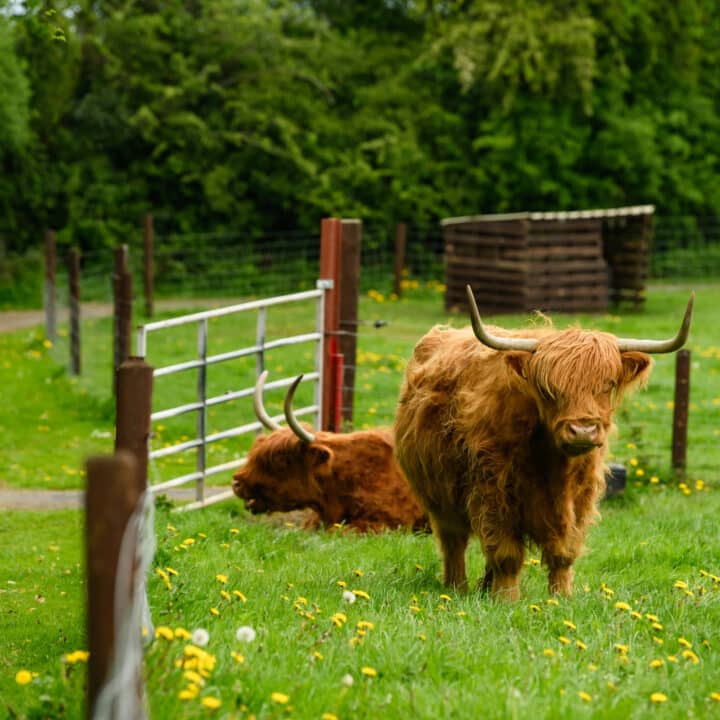 Castleview Open Farm (photos by Diarmuid Greene)