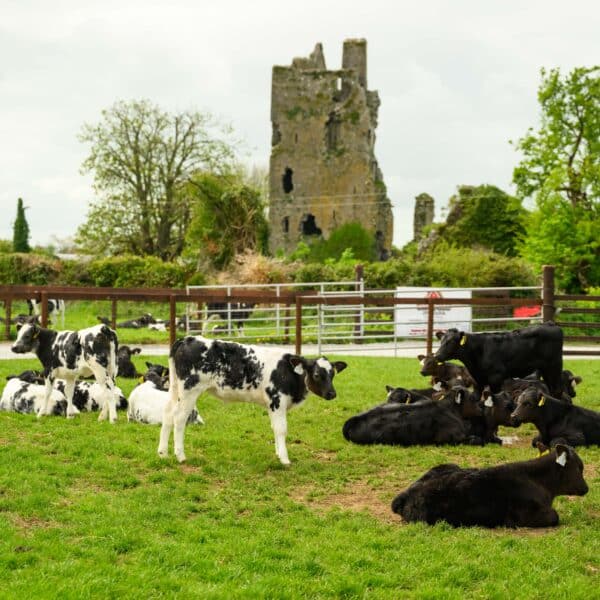 Castleview Open Farm (photos by Diarmuid Greene)