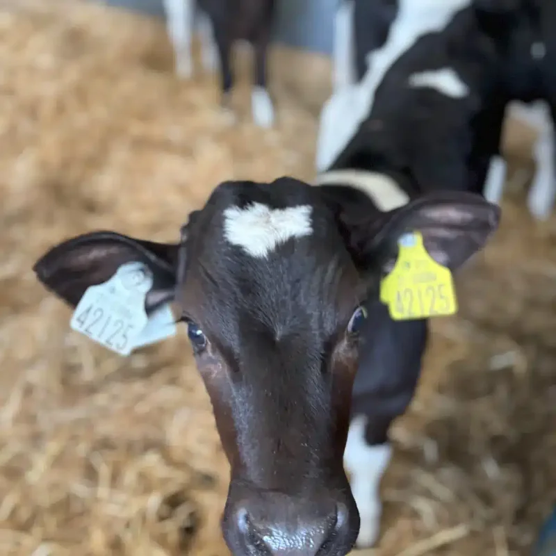 Close-up of a black and white calf with ear tags, standing on straw.