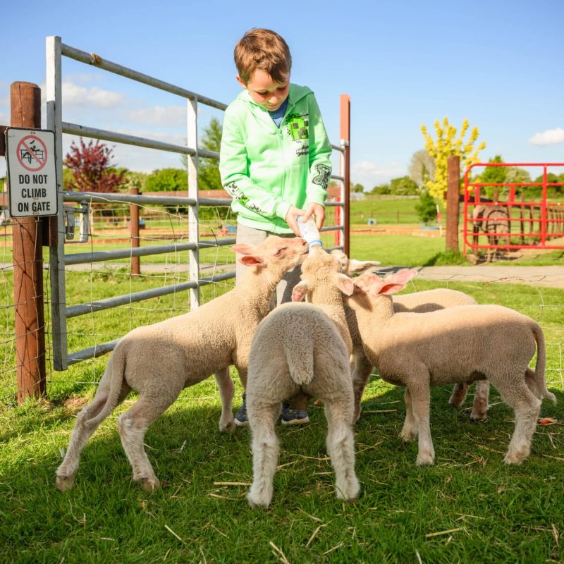 Castleview Open Farm (photos by Diarmuid Greene)