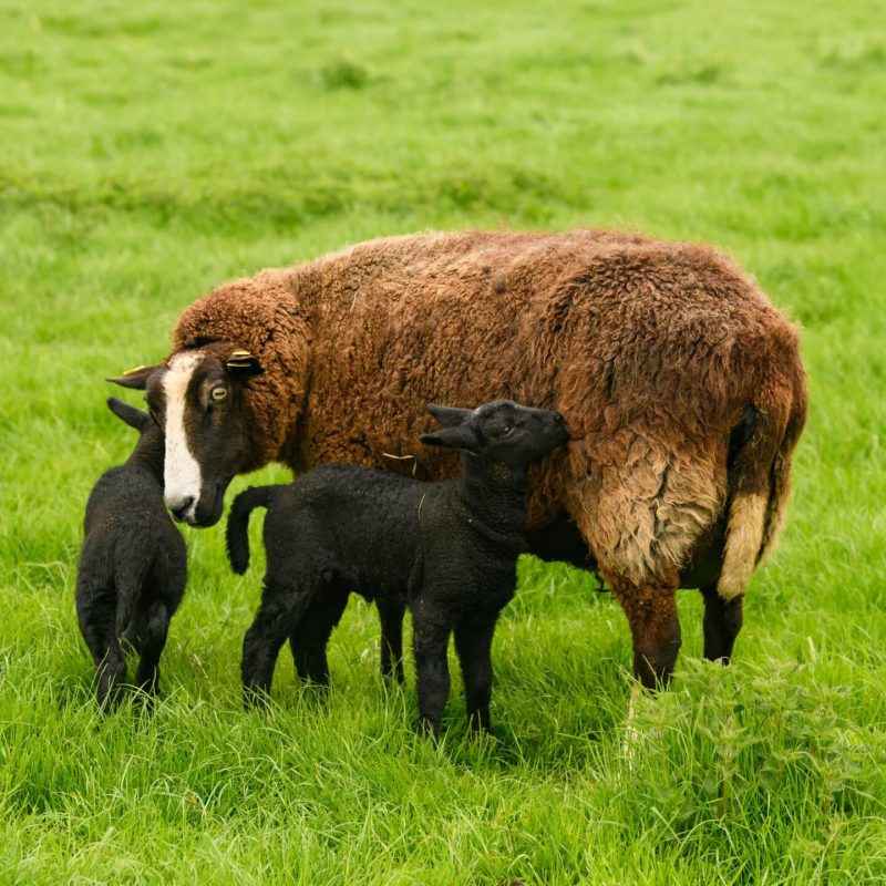 Castleview Open Farm (photos by Diarmuid Greene)